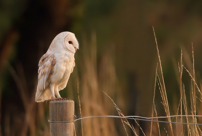 Barn Owl