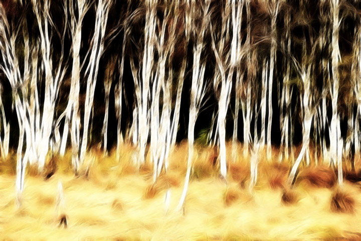 White Trees