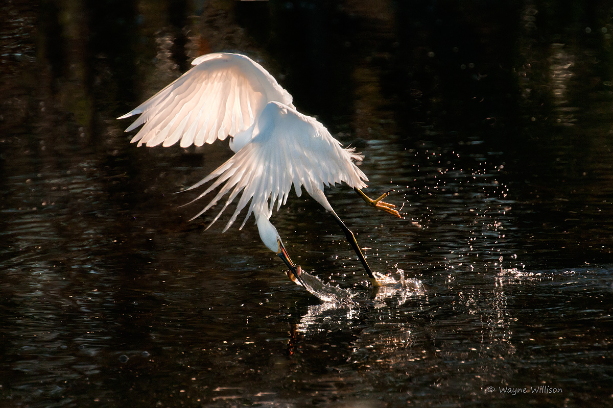 Nimble Egret