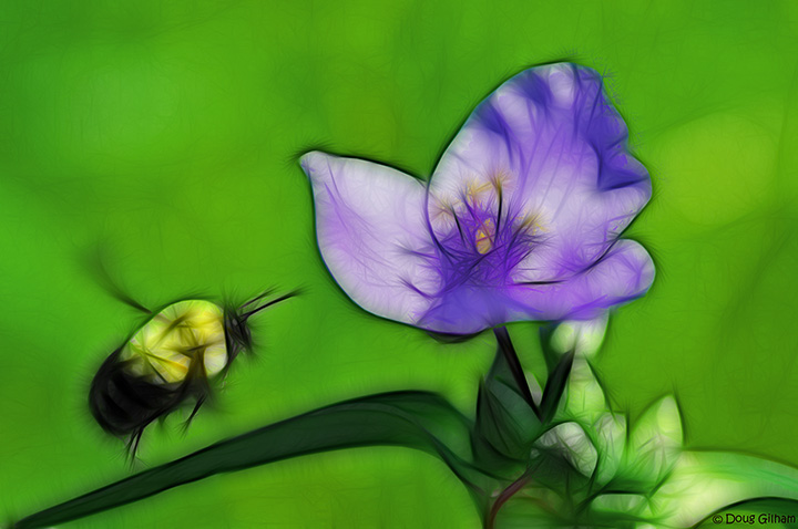 Bee and The Spiderwort