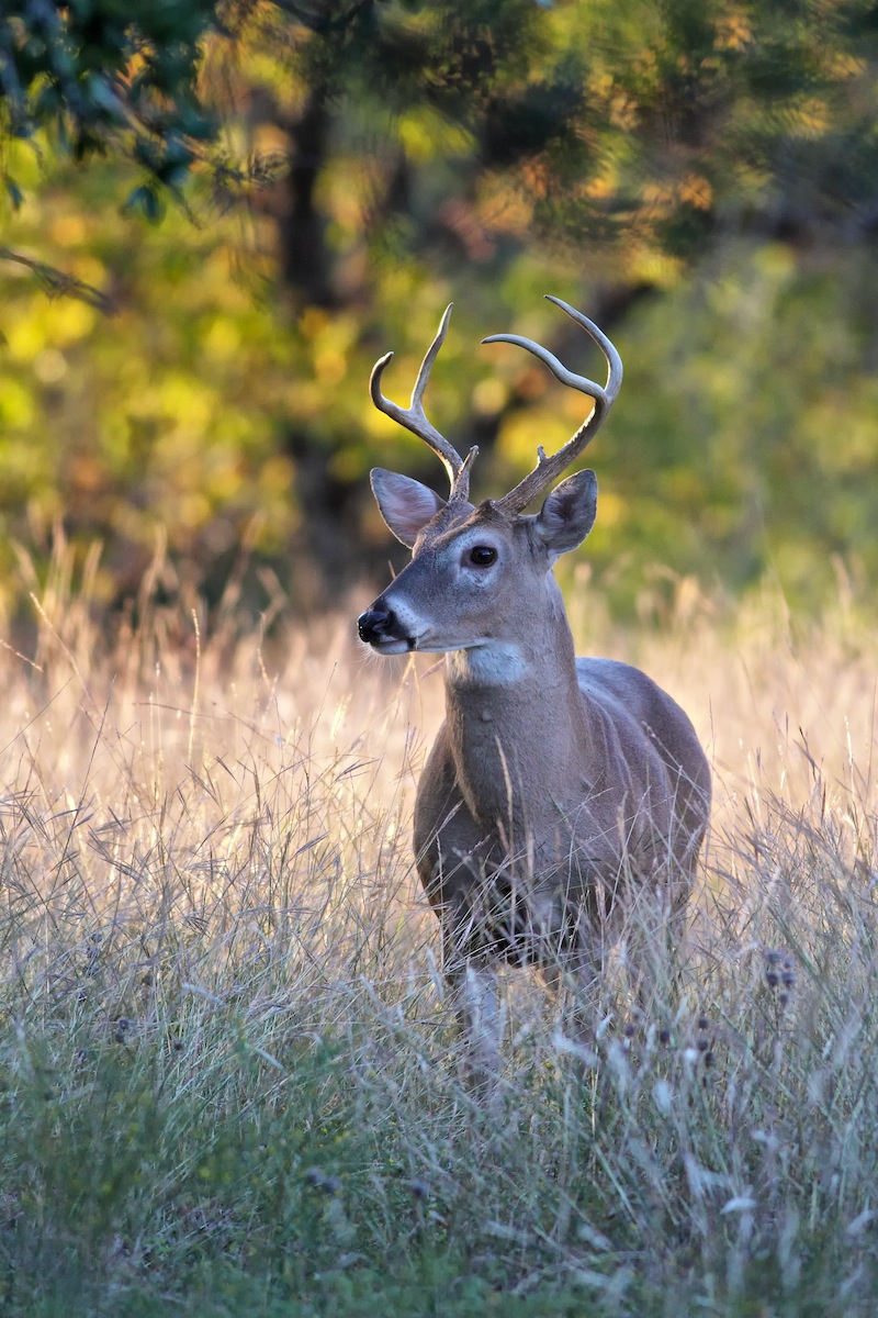 Texas Whitetail