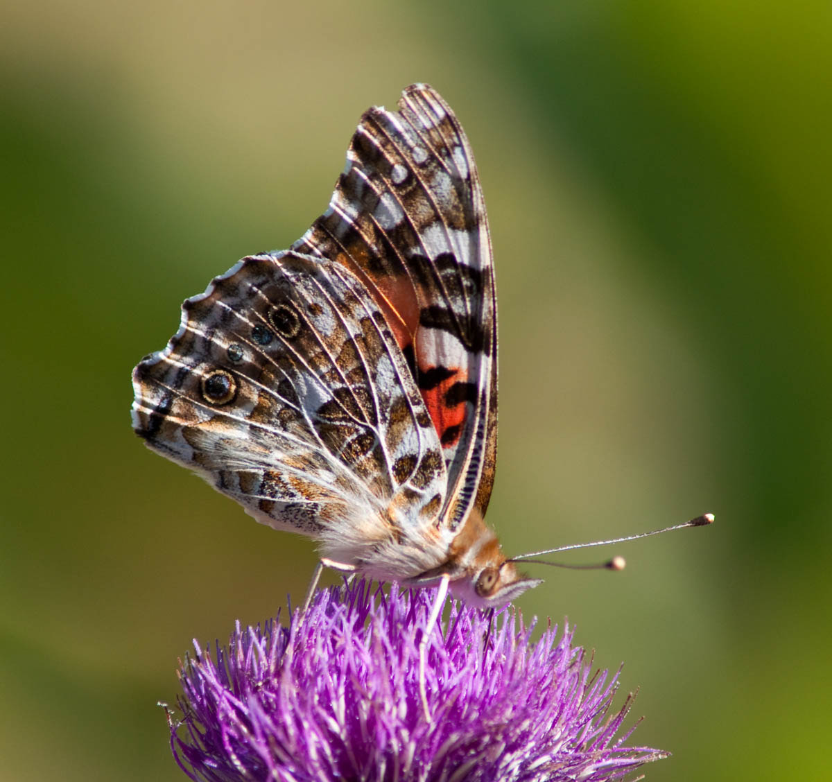 butterfly