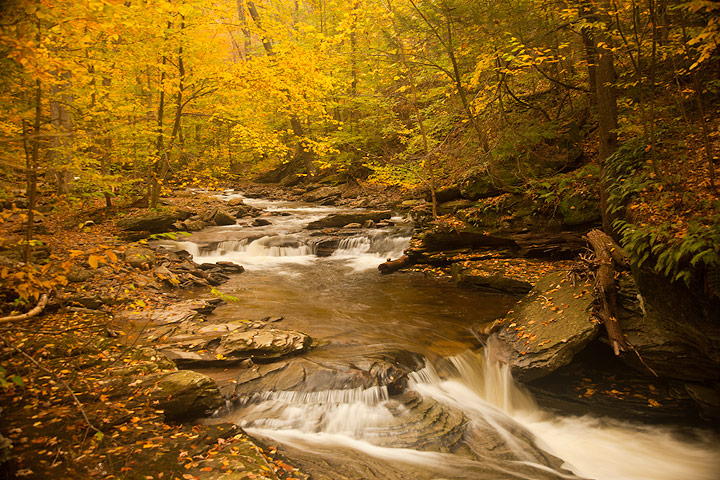 Autumn Stream