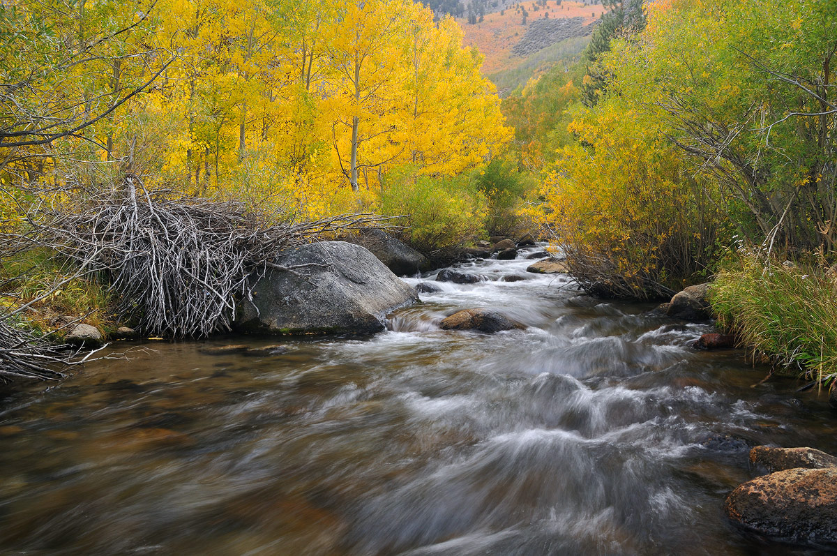 Along the South Fork II