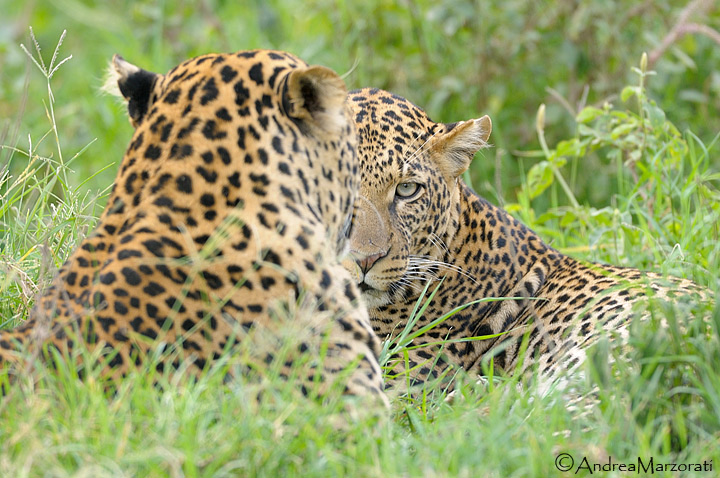 Leopards