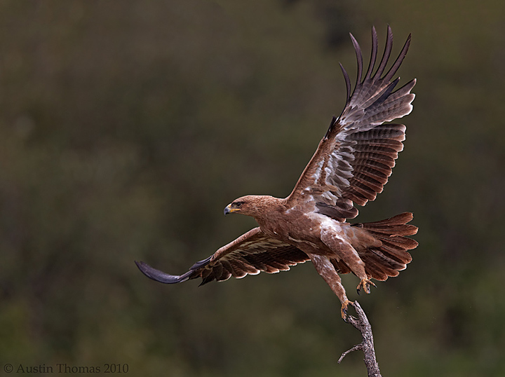 Tawny eagle taking off