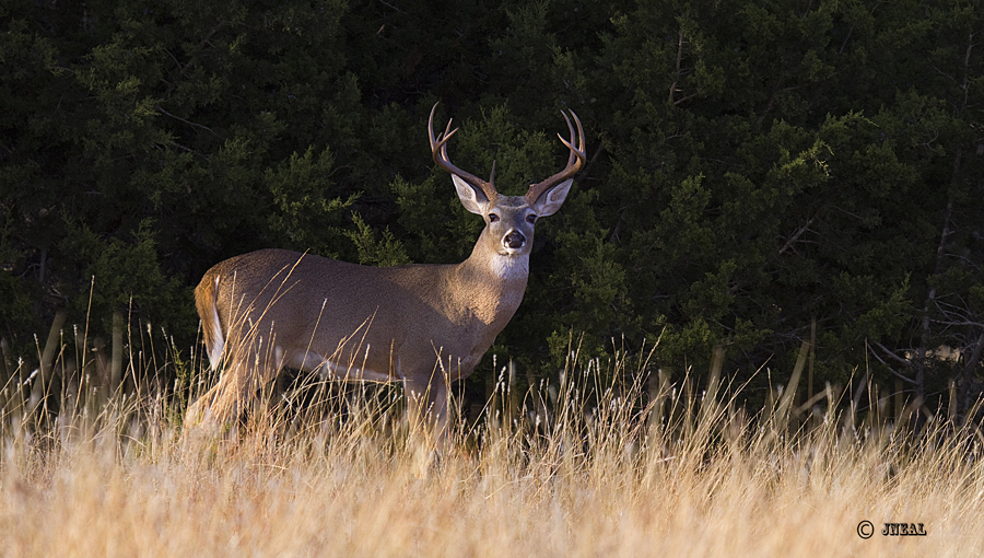 Late Day Whitetail