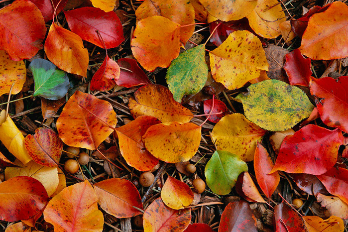 Pear Tree Leaves