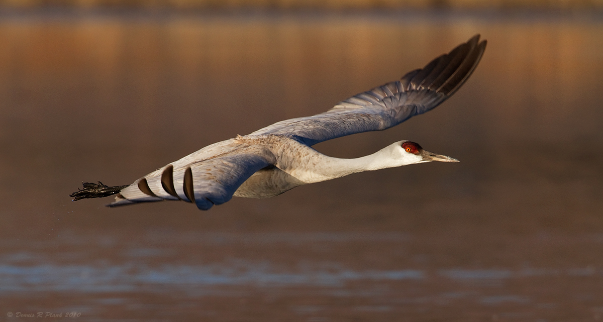 Sandhill Crane