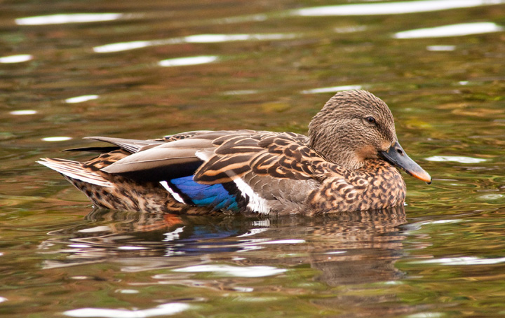Half a.sleep duck