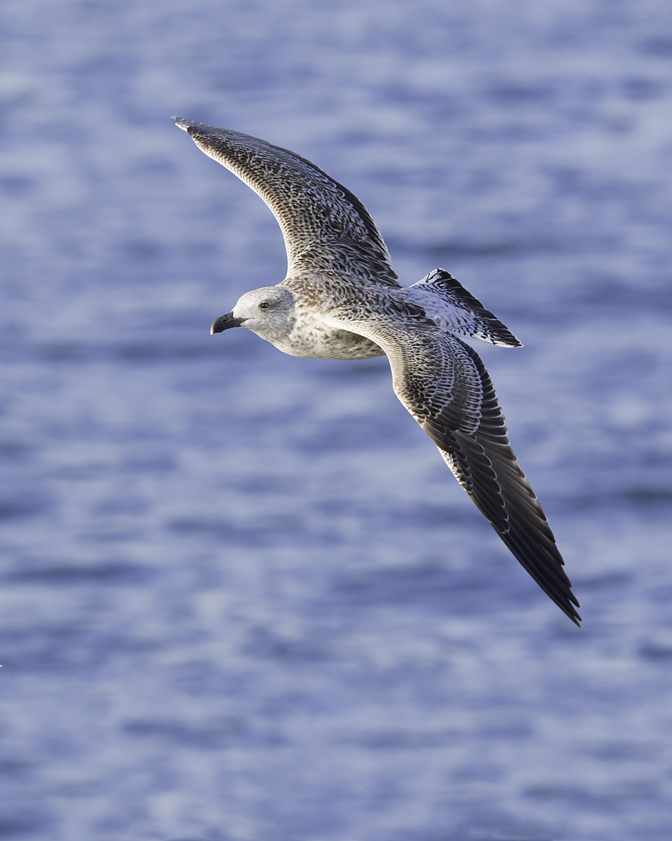 Great BB Gull 1st yr