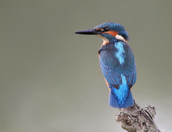 Male Kingfisher