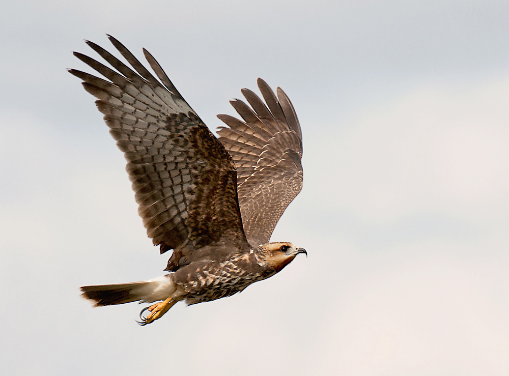 Snail Kite