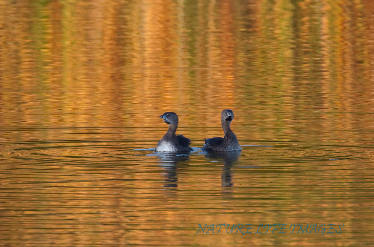 Smiling Grebes