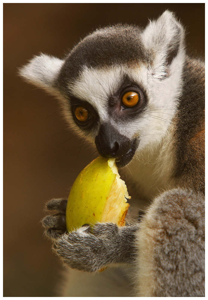 An apple a day (c)