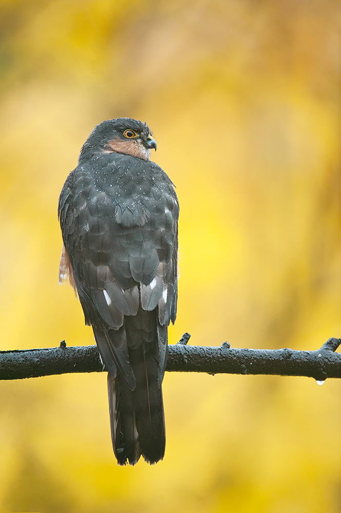 Sparrowhawk