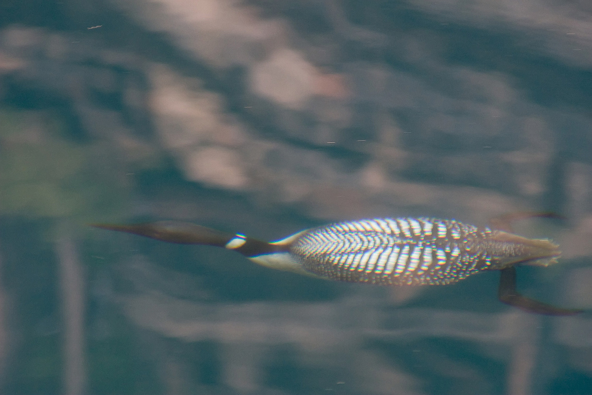 Loon Underwater & Repost