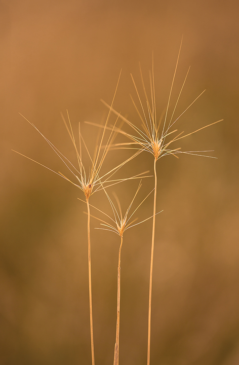 Prairie Grasses