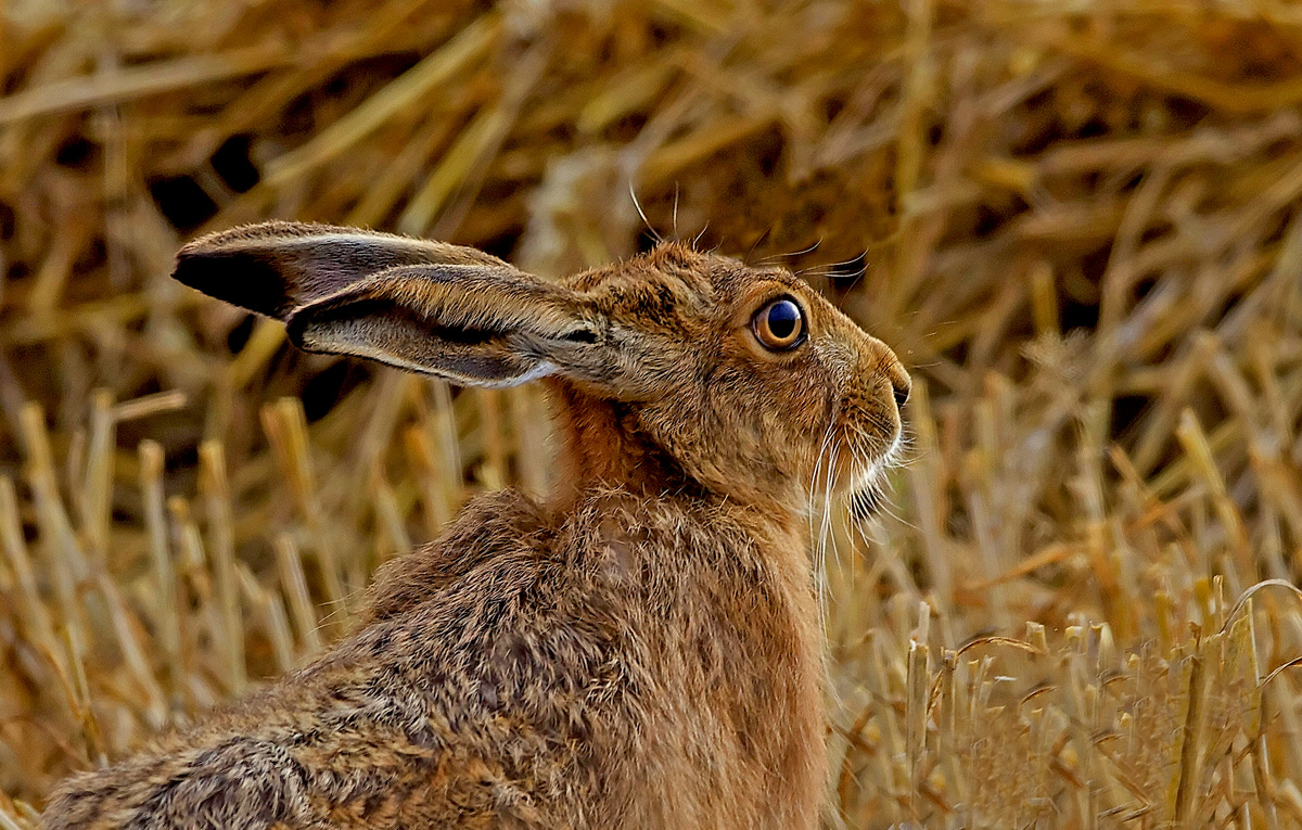 Brown Hare Portrait
