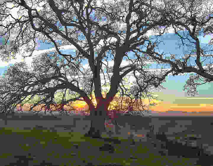 Winter Evening_ Humboldt