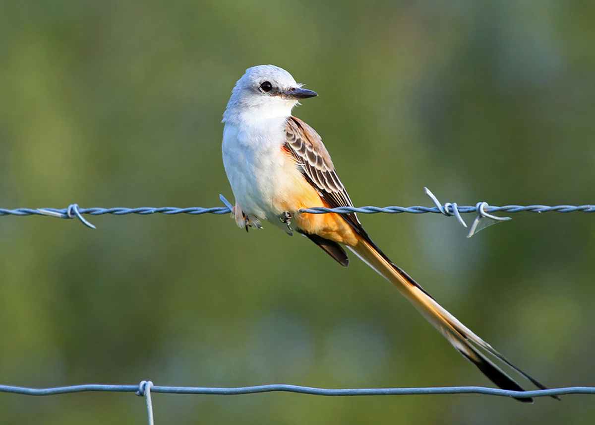Scissor-tail with Repost