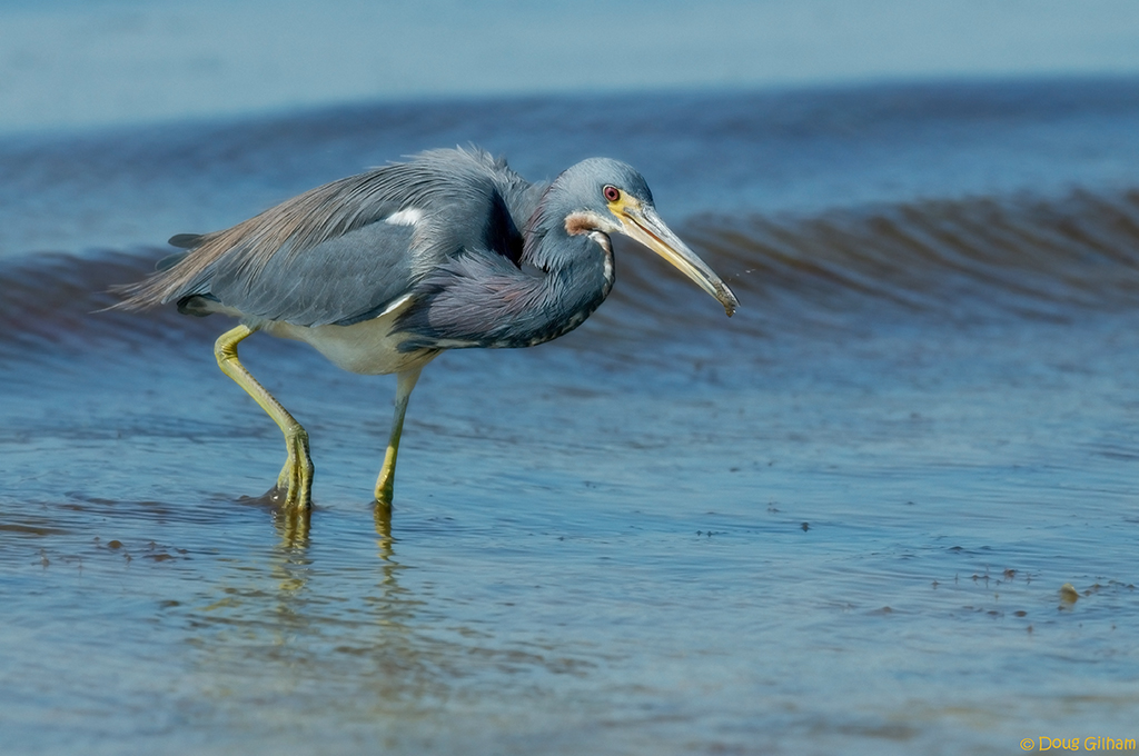 Tri Colored Heron