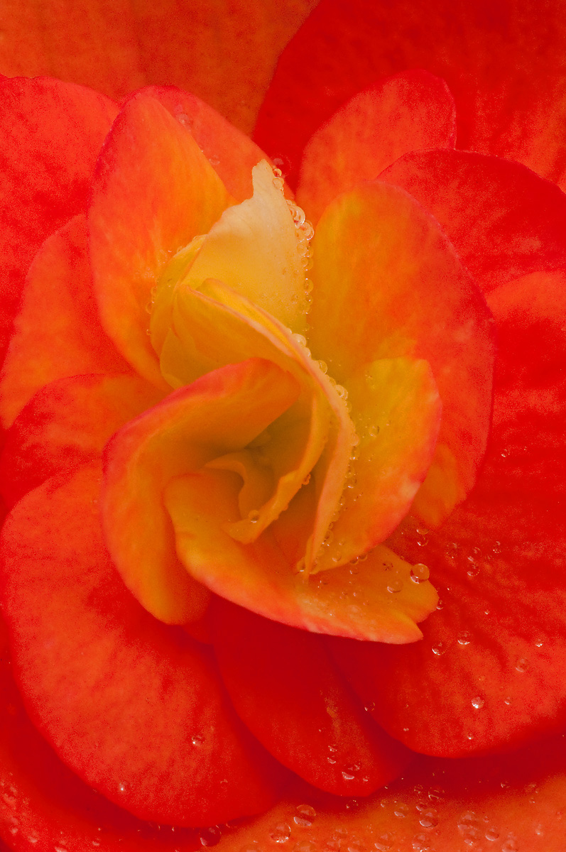 Tequila Sunrise