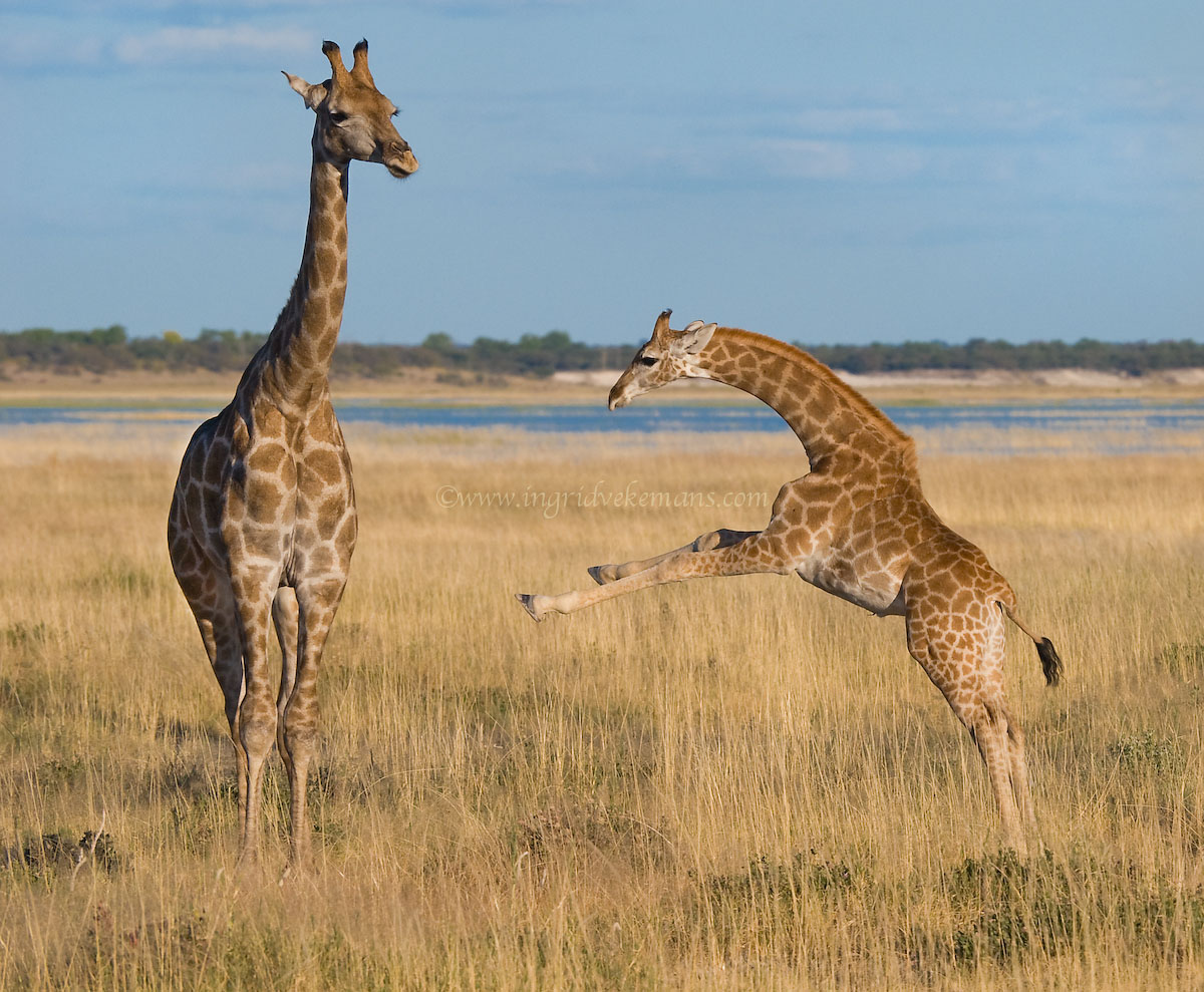 Running on Long Legs 