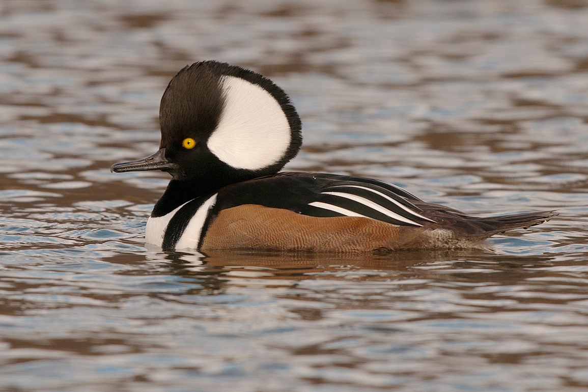 Hooded Merganser