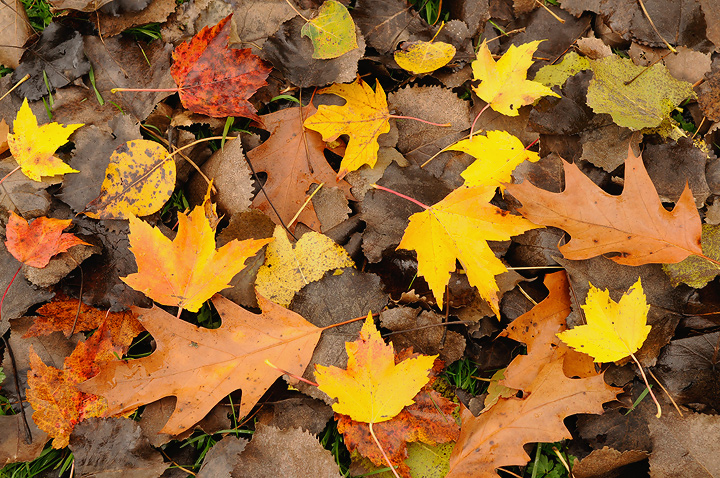 Autumn Melange