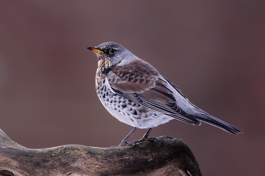 Fieldfare