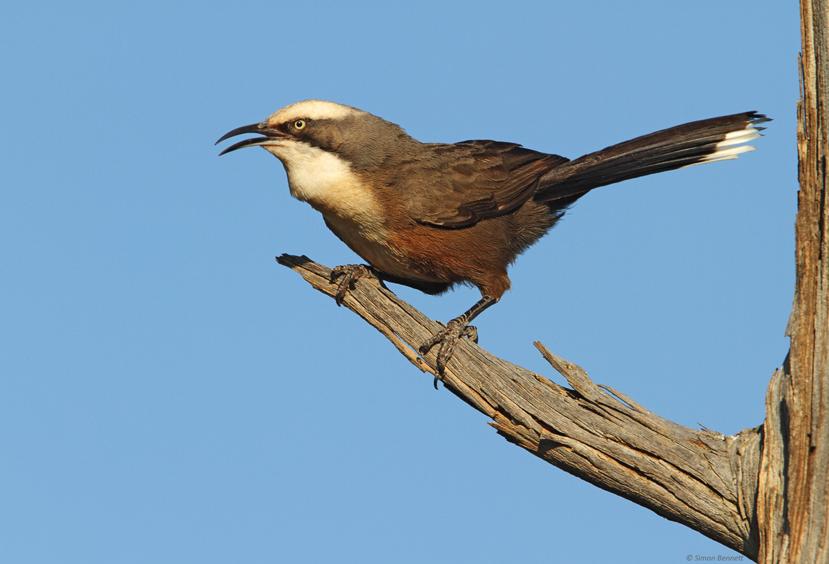 Grey-crowned Babbler
