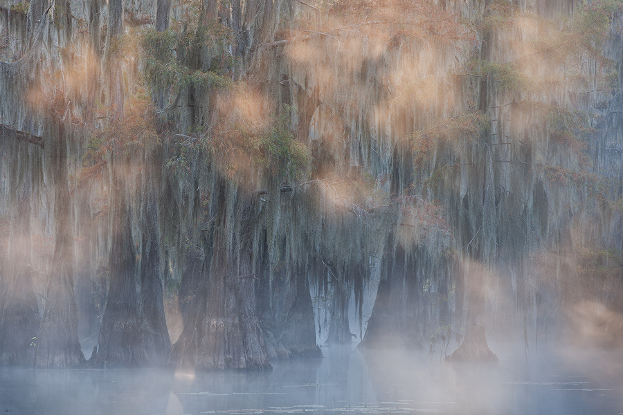 Cypress & Mist  (repost)