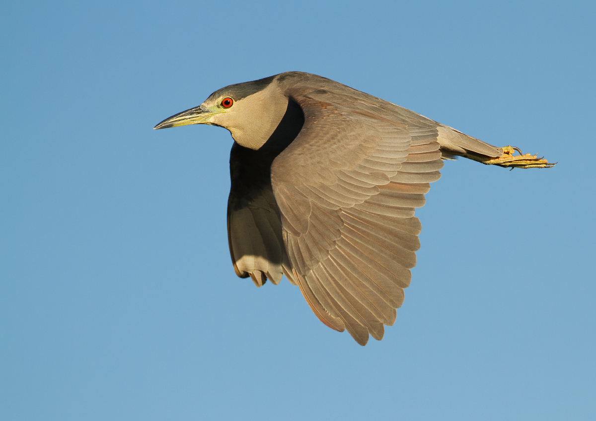 BC night heron