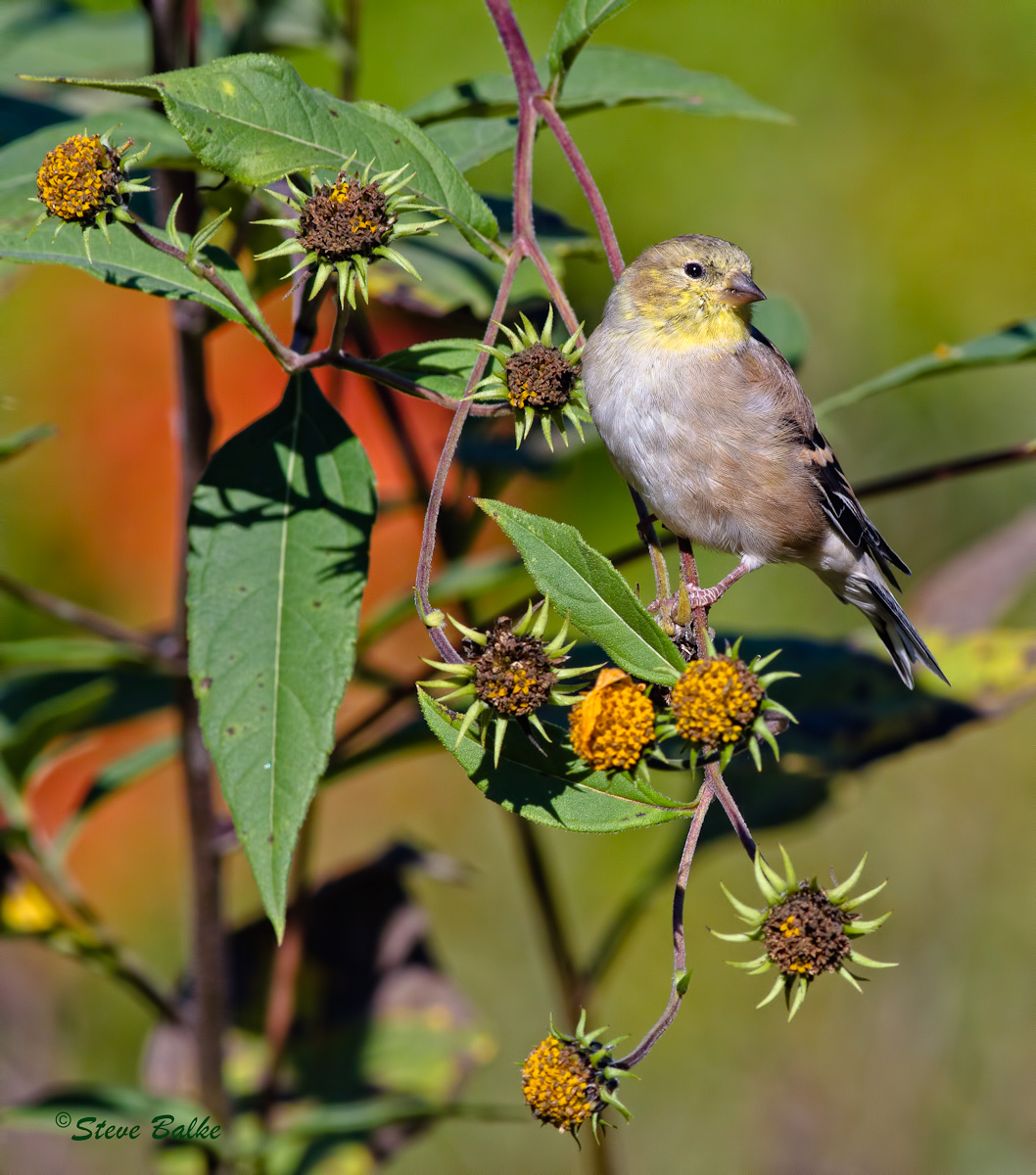 Goldfinch+Repost