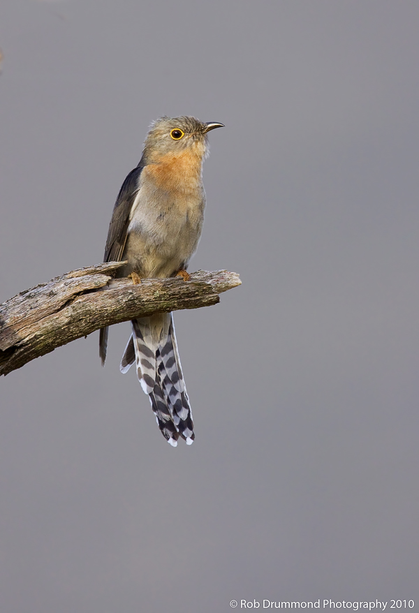 Fantailed Cuckoo
