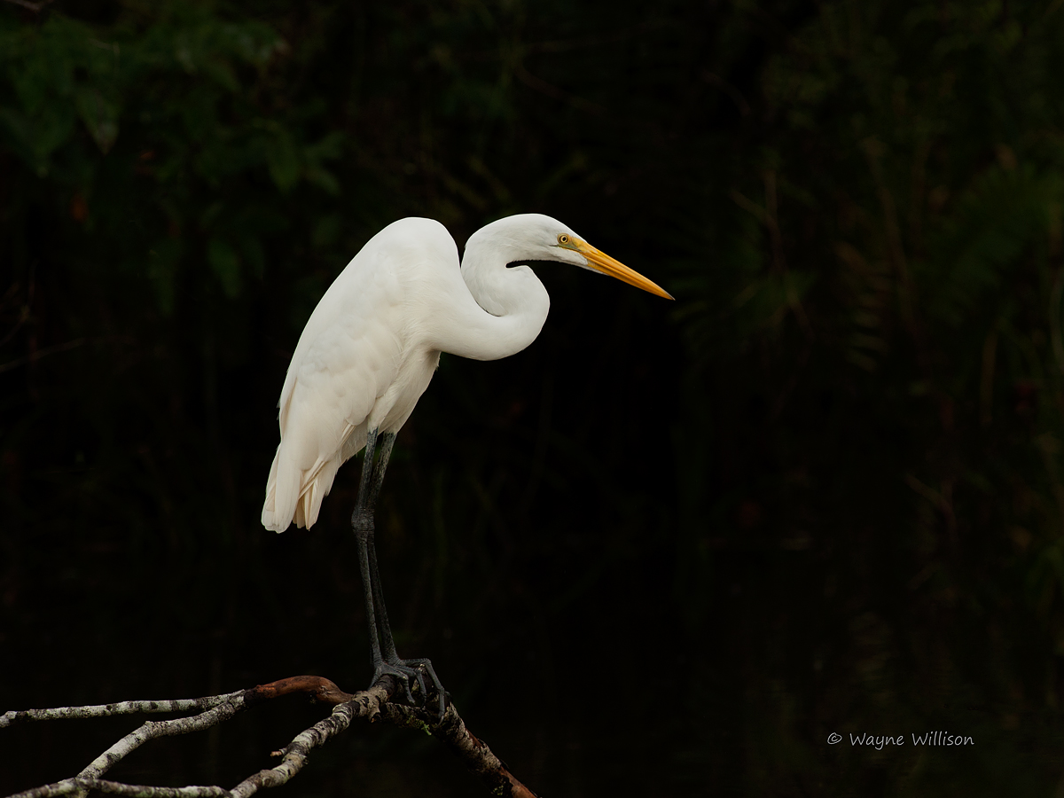 The Search Perch