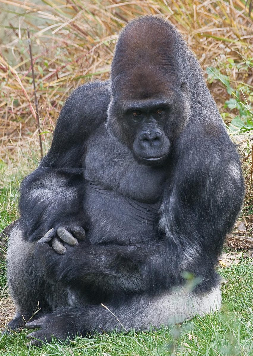 Gorilla 2