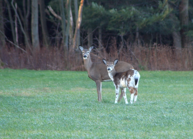Mother & Child