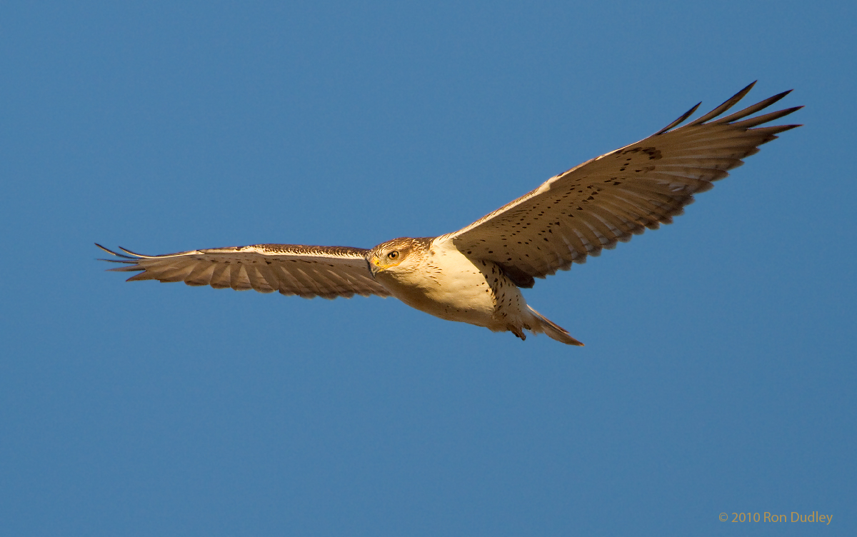 Ferruginous Hawk