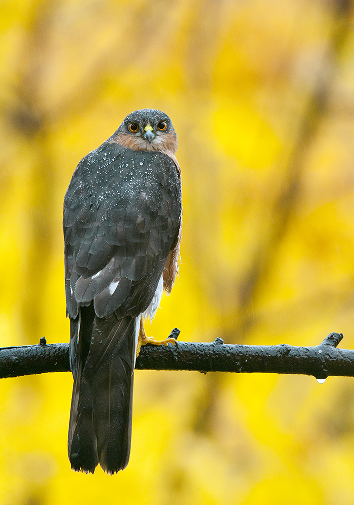 Sparrowhawk 2