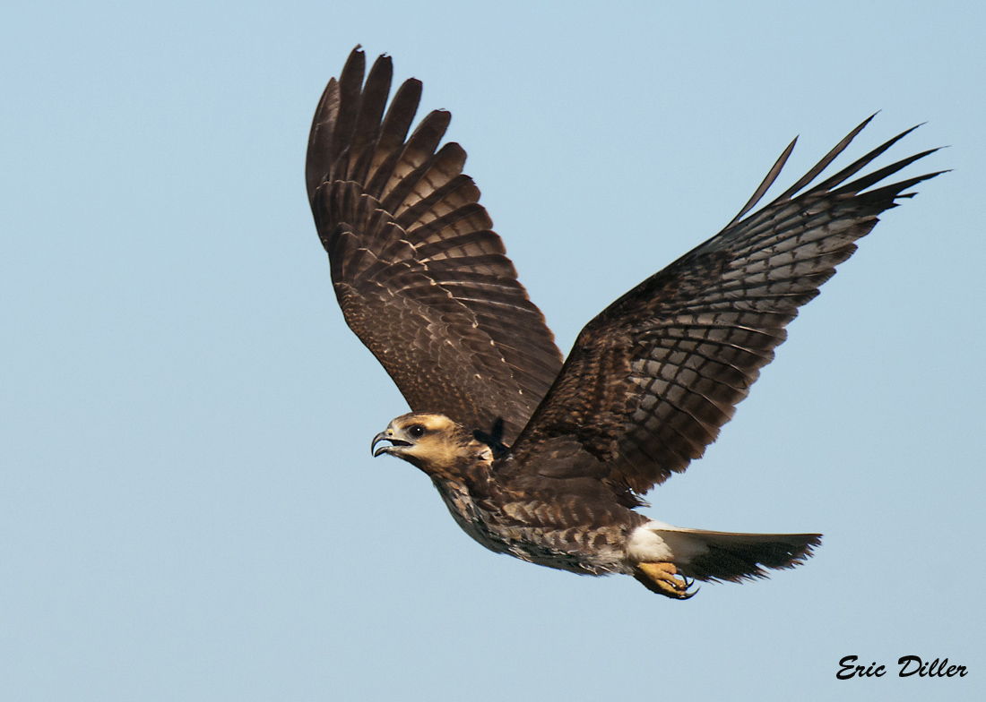 Juvenile Snail Kite