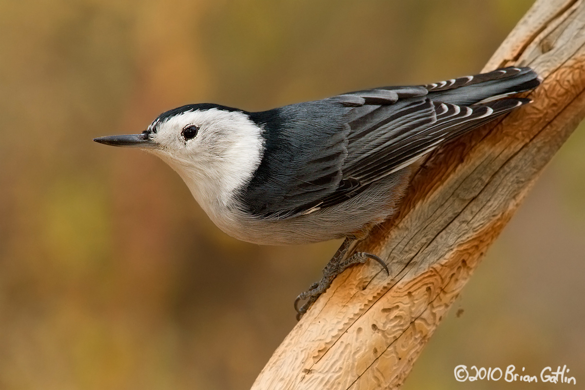 White-breasted Nuthatch
