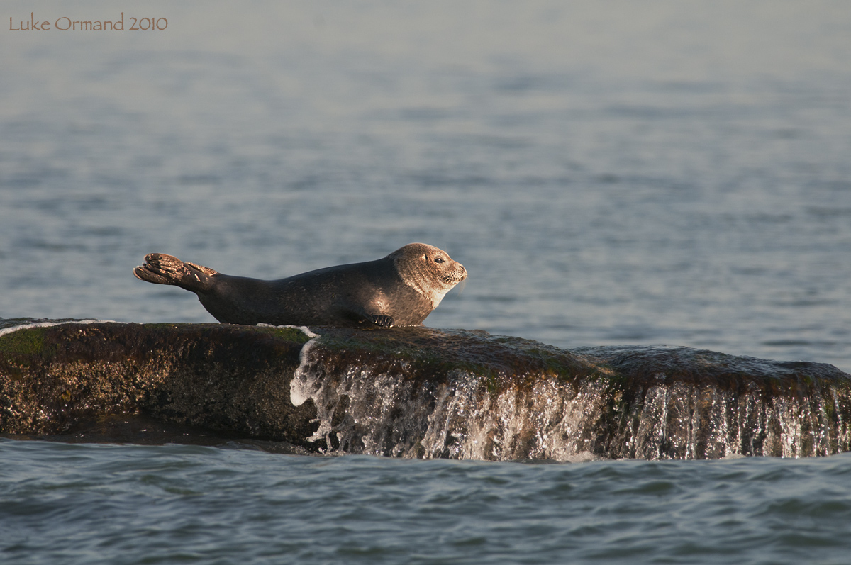 Seal