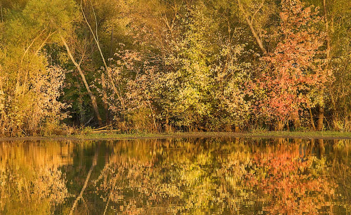 My Wetlands