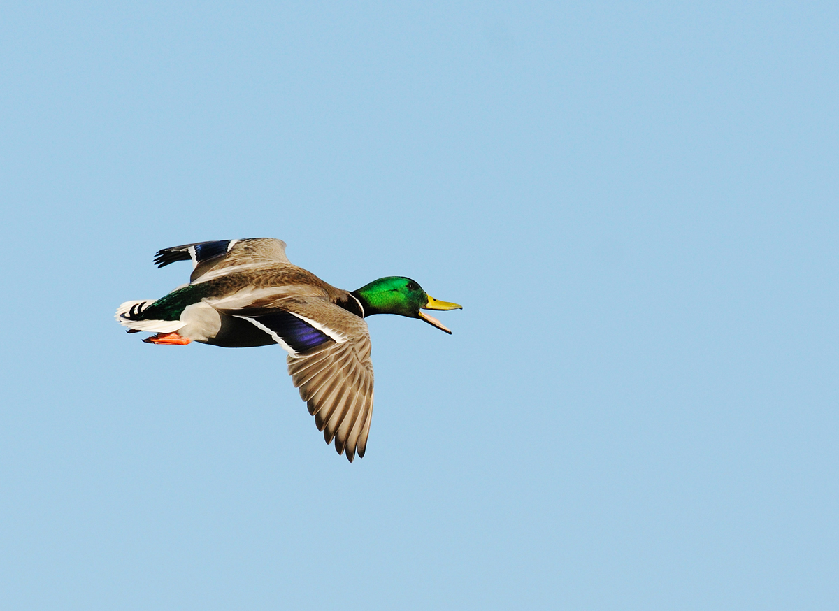 Mallard in flight