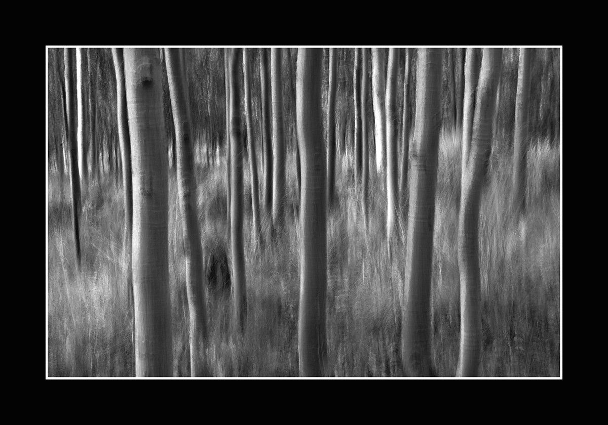 Aspen Impressions