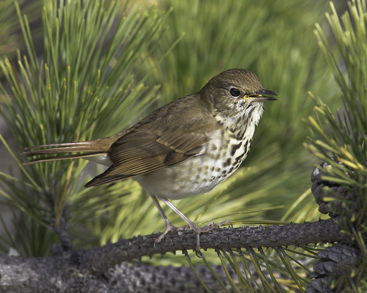 Hermit Thrush