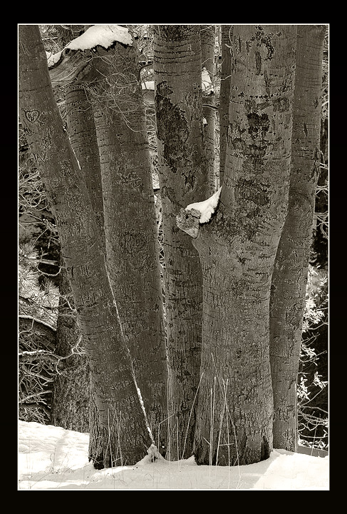 Winter 2009