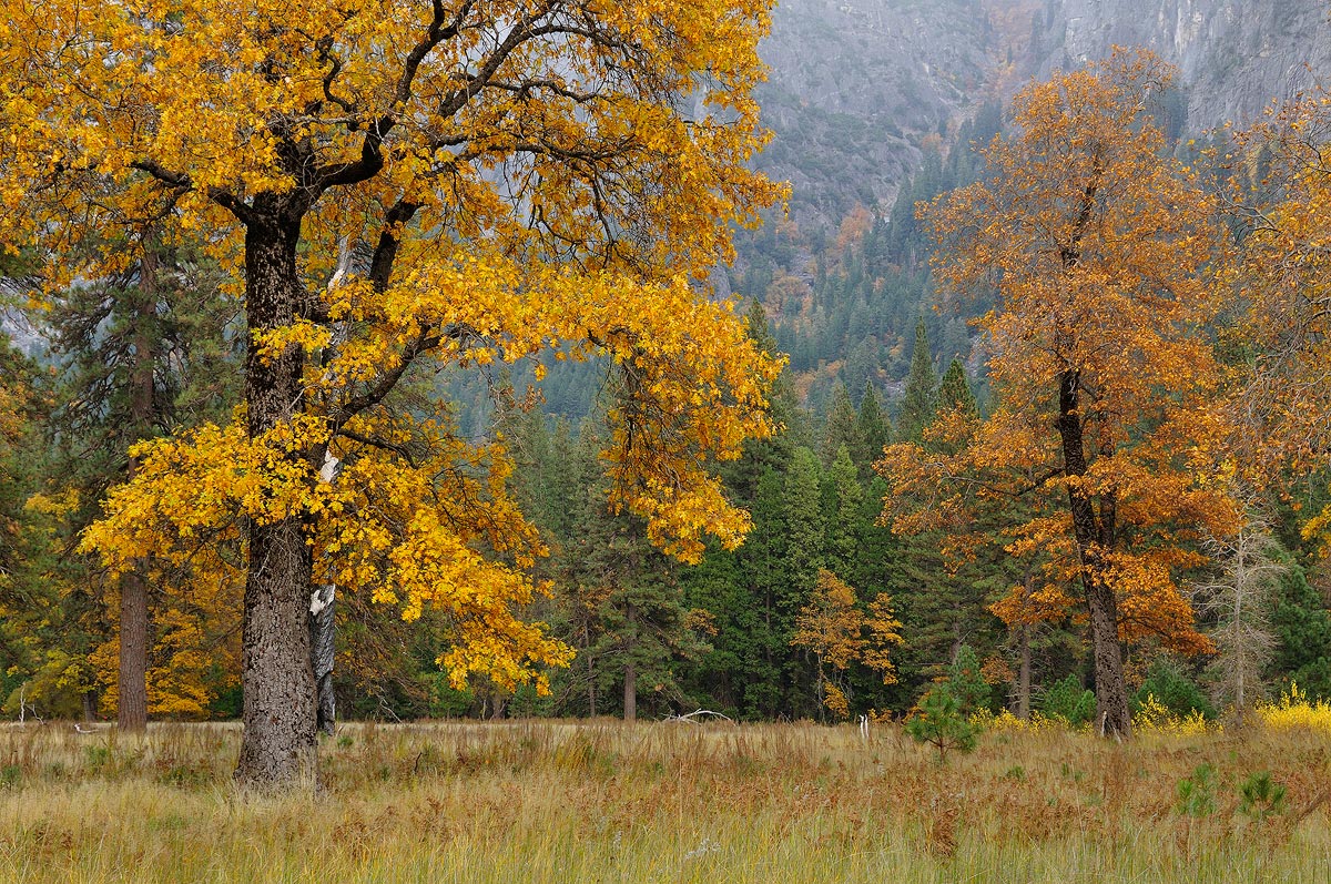 Valley of Gold